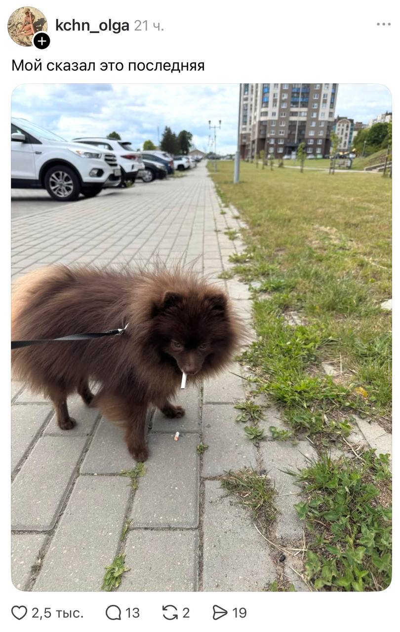 Собачников обвинили в мусоре: битва в комментариях