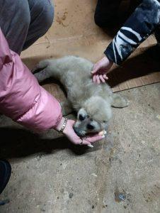 Спасение белька на Байкале: история доброты