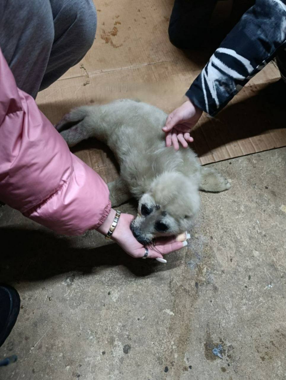 Спасение белька на Байкале: история доброты