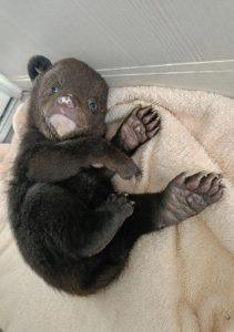 Спасение медвежонка в Хабаровском крае: драма с хэппи-эндом