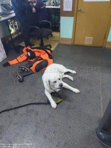 Спасение собаки на льду Москвы-реки: героический поступок