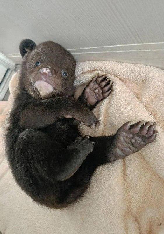 Спасенный медвежонок из Хабаровского края: история доброты