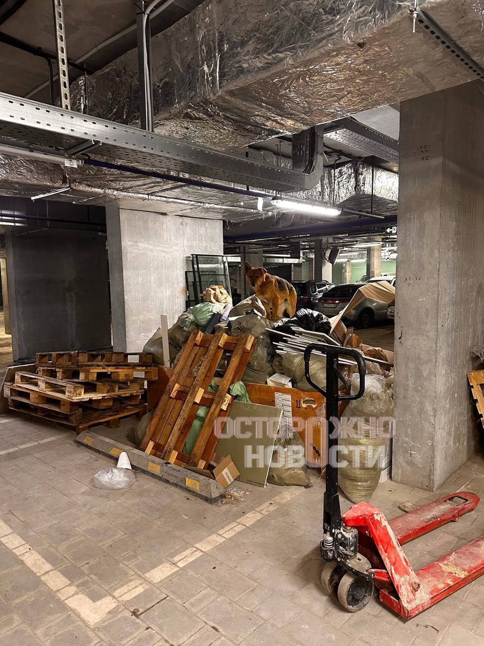 Стаи собак из питомника «Дора» терроризируют Воронеж