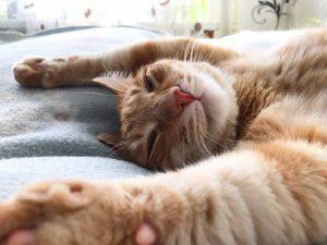 Тельцы, Девы и Козероги разбогатеют весной 2026