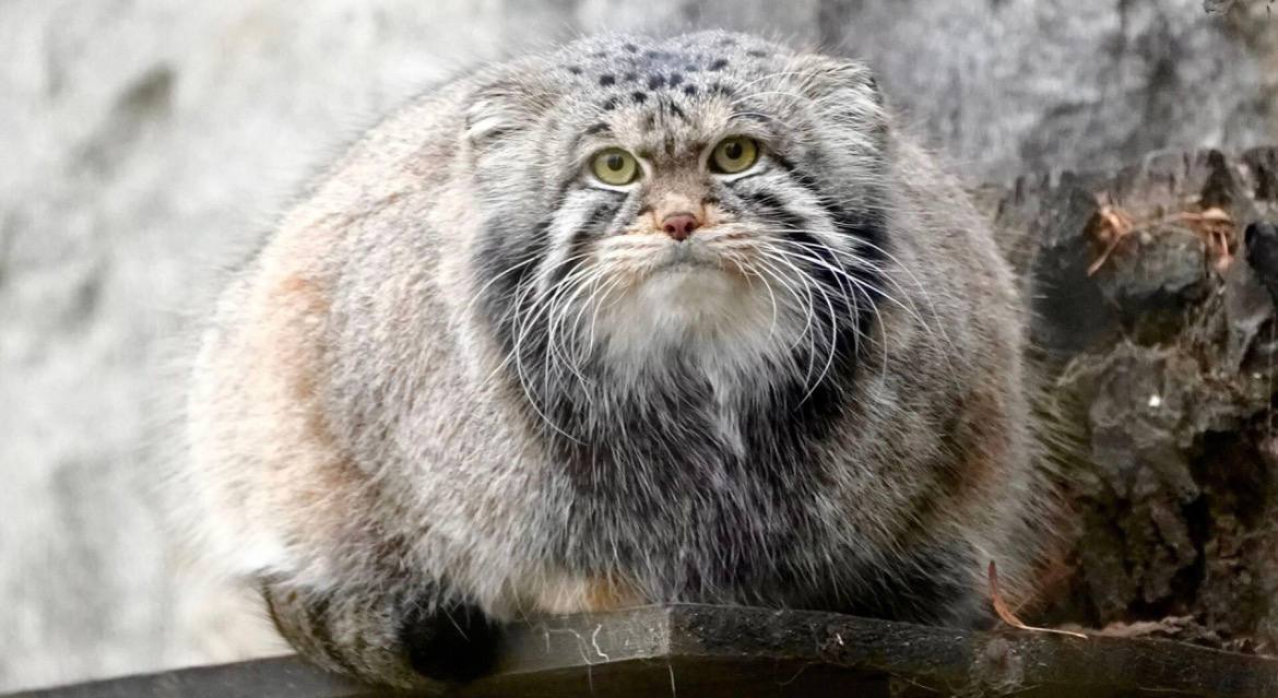 Тимоша-манул остался без невесты из-за вируса