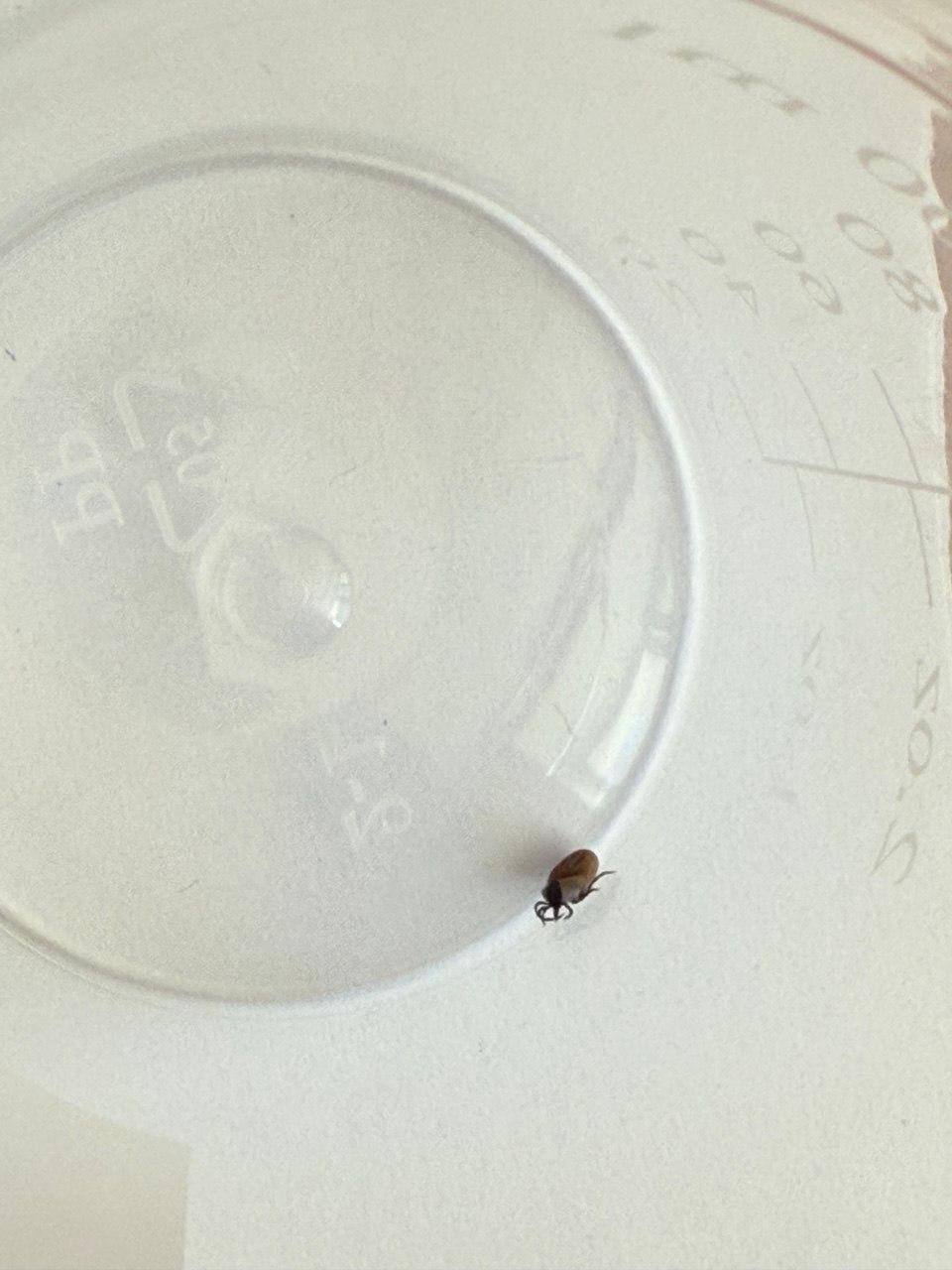 Укус клеща в Подмосковье: что делать и как защититься