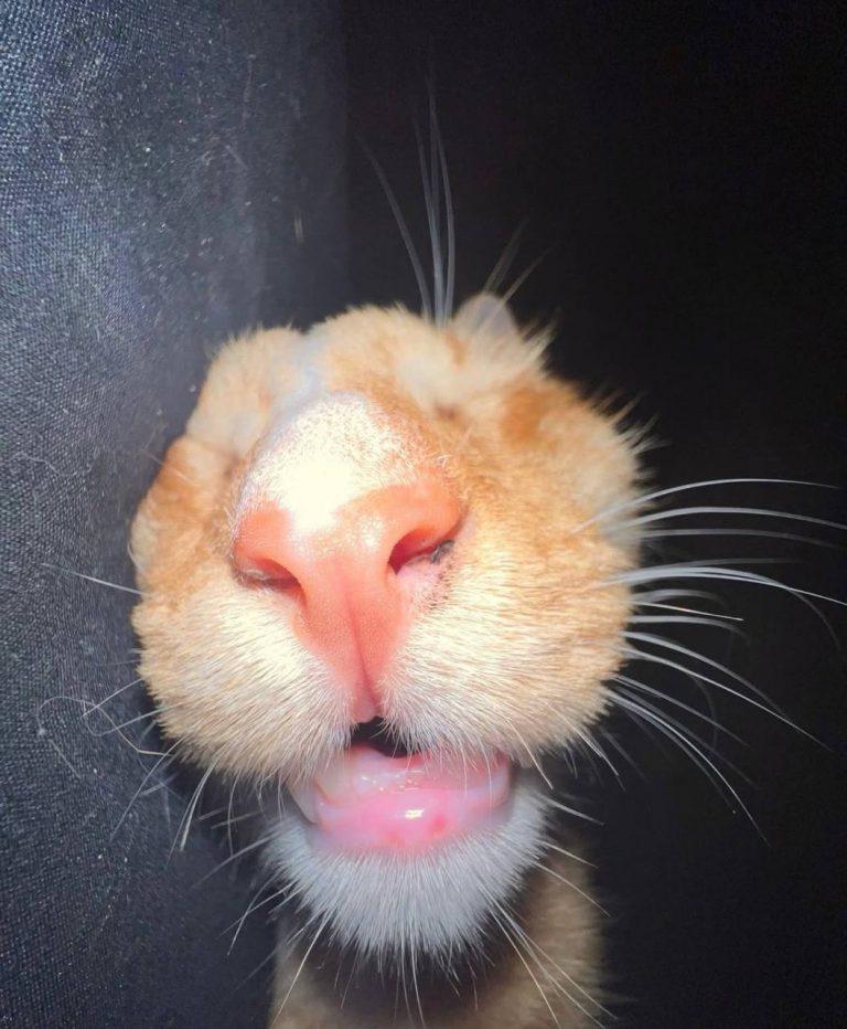 Умилительные коты в одной подборке — антидепрессанты для души