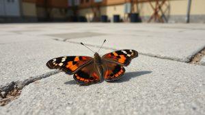 В Москве появились первые бабочки — видео