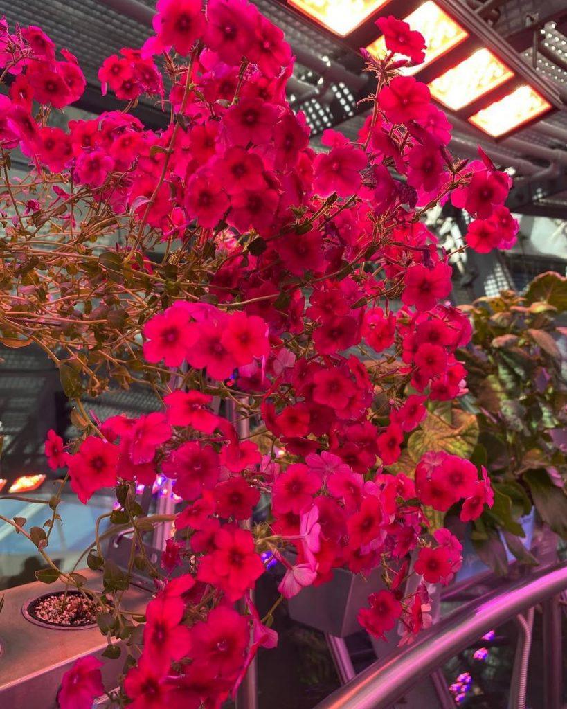 Весеннее цветение в парке Зарядье: 300+ видов растений