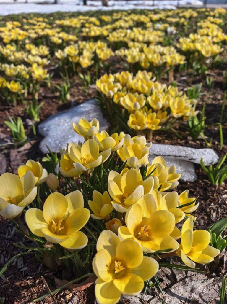 Весеннее цветение в парке Зарядье: 300+ видов растений