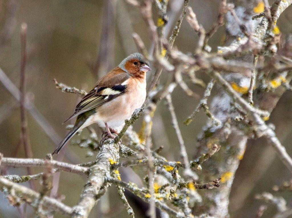 Весна в Москве: перелётные птицы возвращаются в город