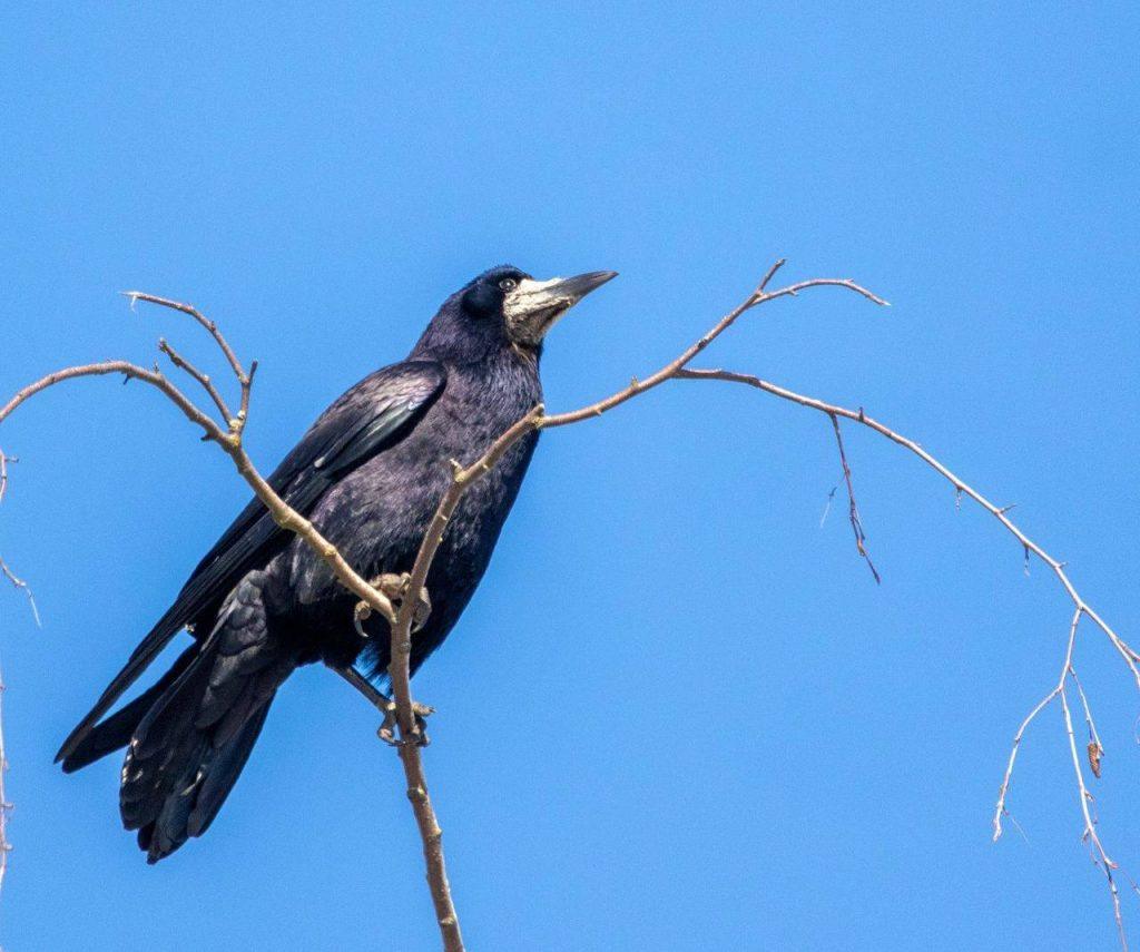 Весна в Москве: перелётные птицы возвращаются в город