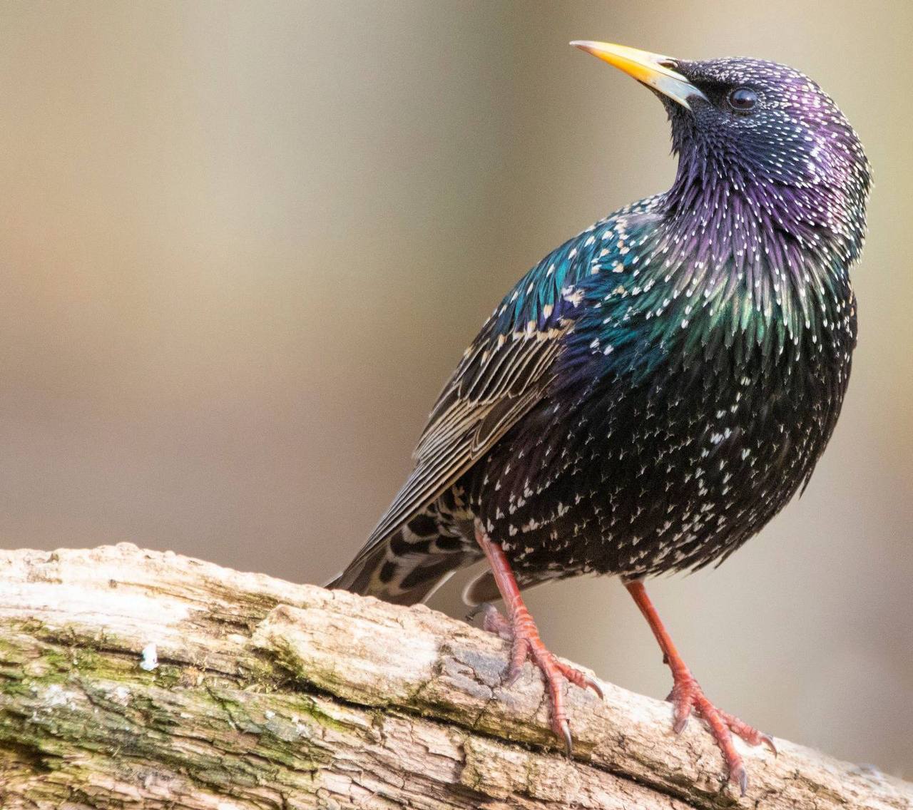 Весна в Москве: перелётные птицы возвращаются в город