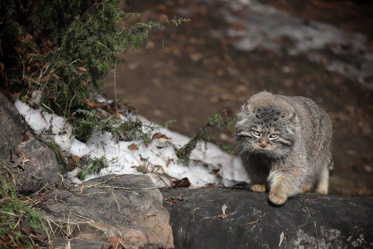Весна в Москве: снег тает, лужи растут!