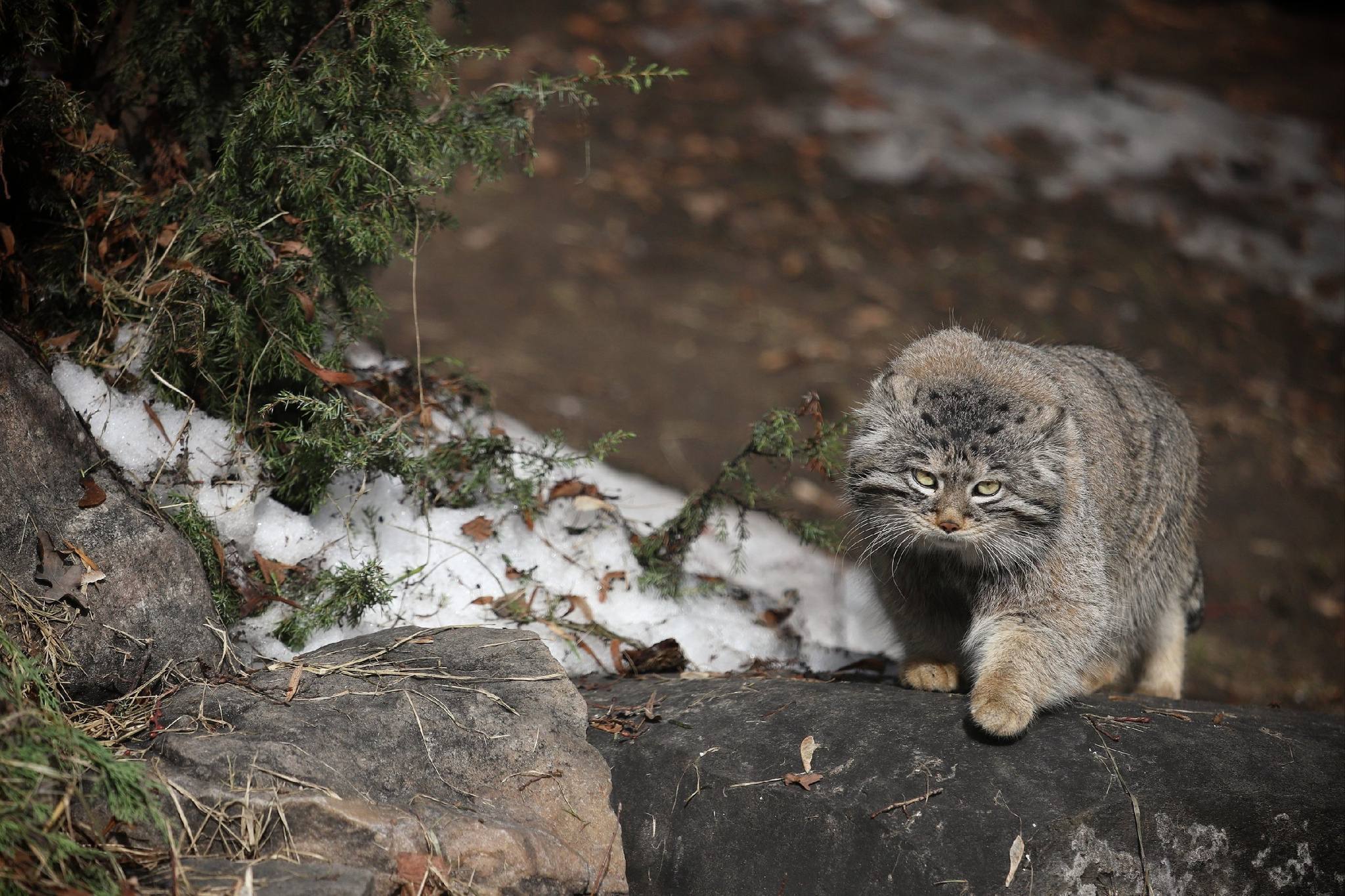 Весна в Москве: снег тает, лужи растут!