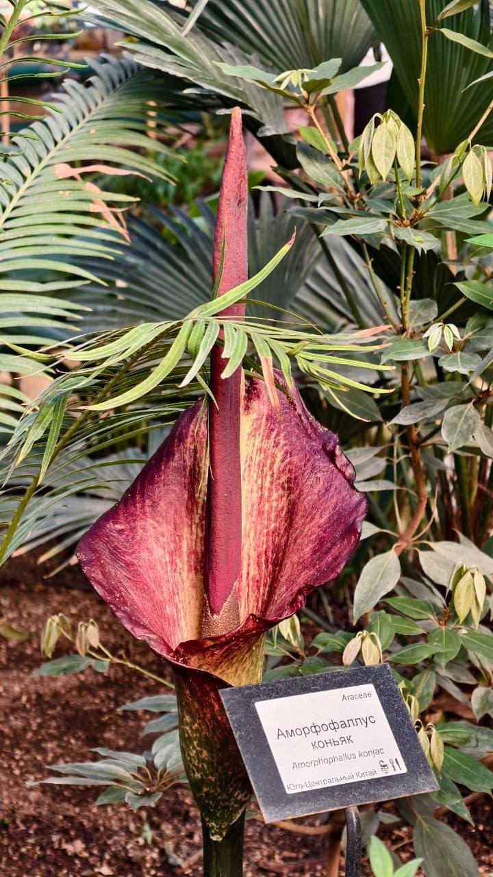 «Язык дьявола» расцвел в Аптекарском огороде — не пропустите!