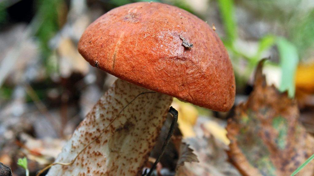 Ученые нашли гигантский гриб Dianjunus rex в Китае 🍄⚡ — найден гигантский гриб в китае новый вид