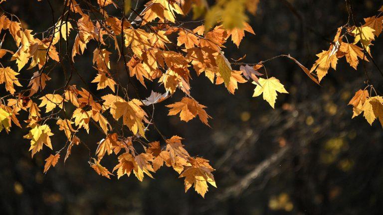 Гидрометцентр уточнил прогноз: ливни накроют Москву при +19° 🍂⚡ — погода в москве в воскресенье