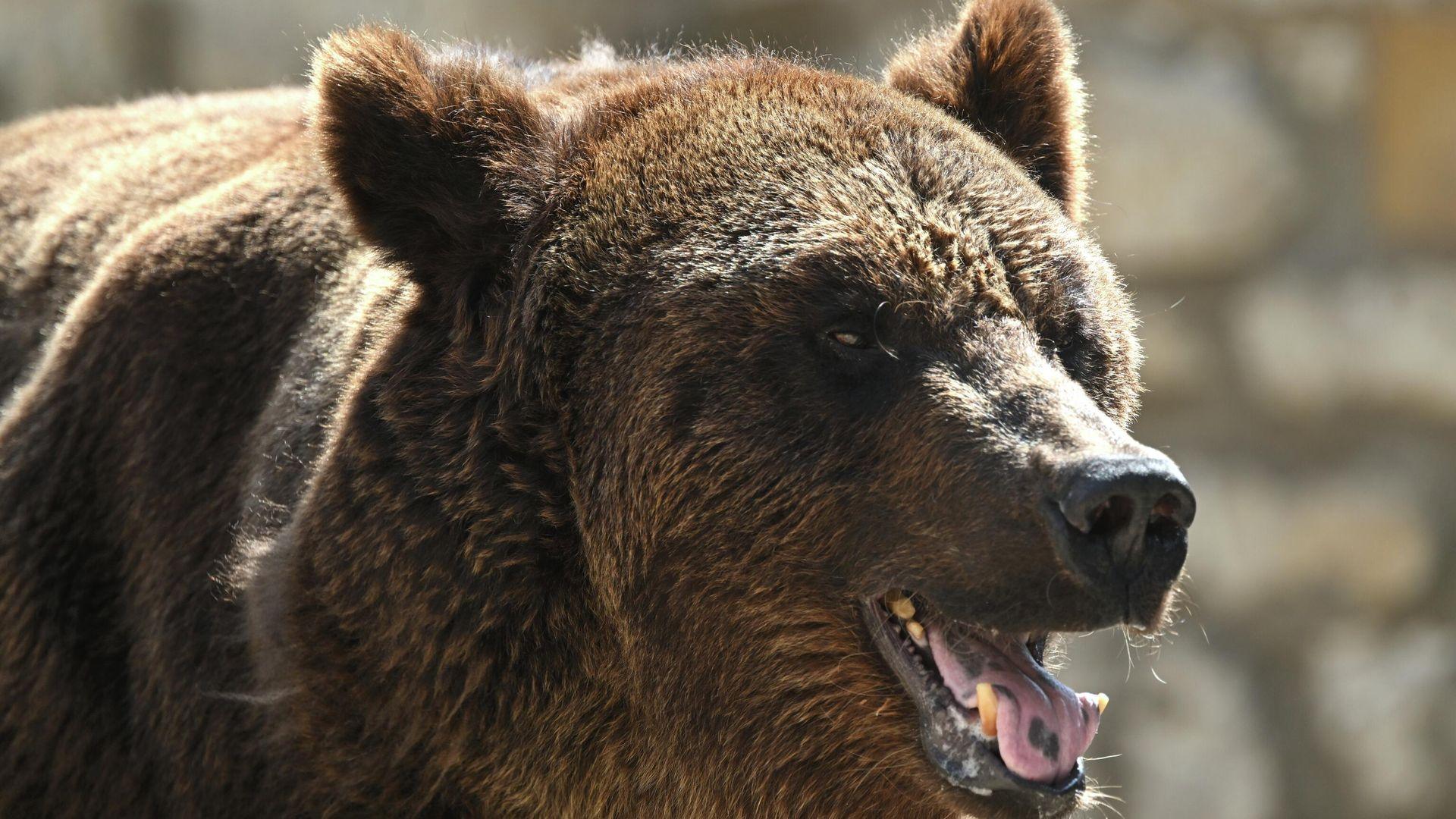 Медвежонок вышел к людям в Тюменской области: поймали зверя 🐻🌲 — госохотдепартамент тюменской области