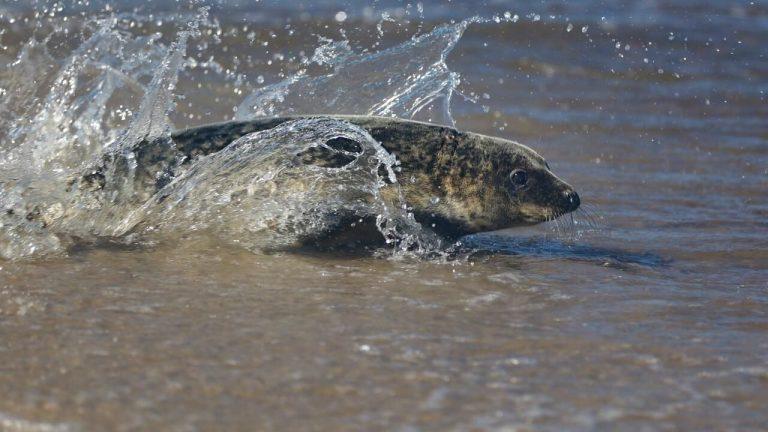 Раненного винтами тюленя вернули в море в Приморье 🦭🌊 — тюлень ларга приморье новости