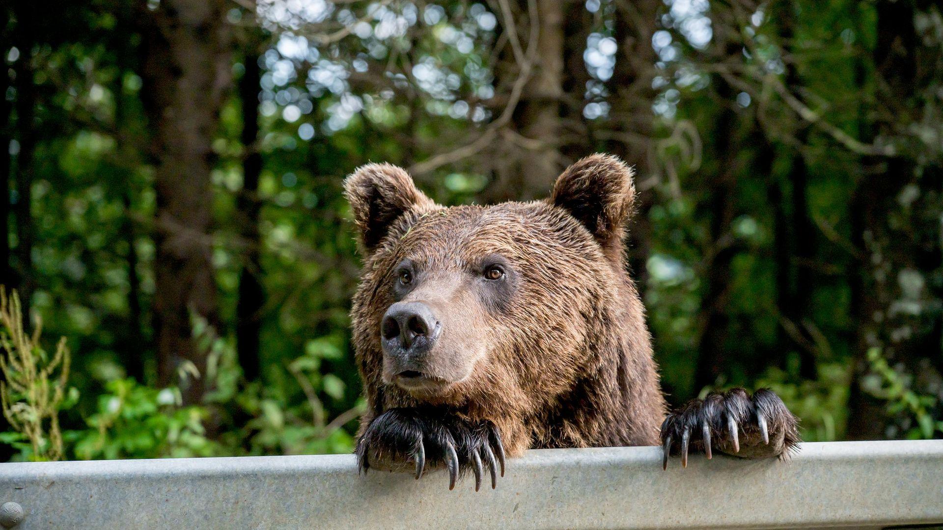 Медведи в Бурятии атакуют села: отстрелен 51 хищник 🐻🚨 — бурприроднадзор