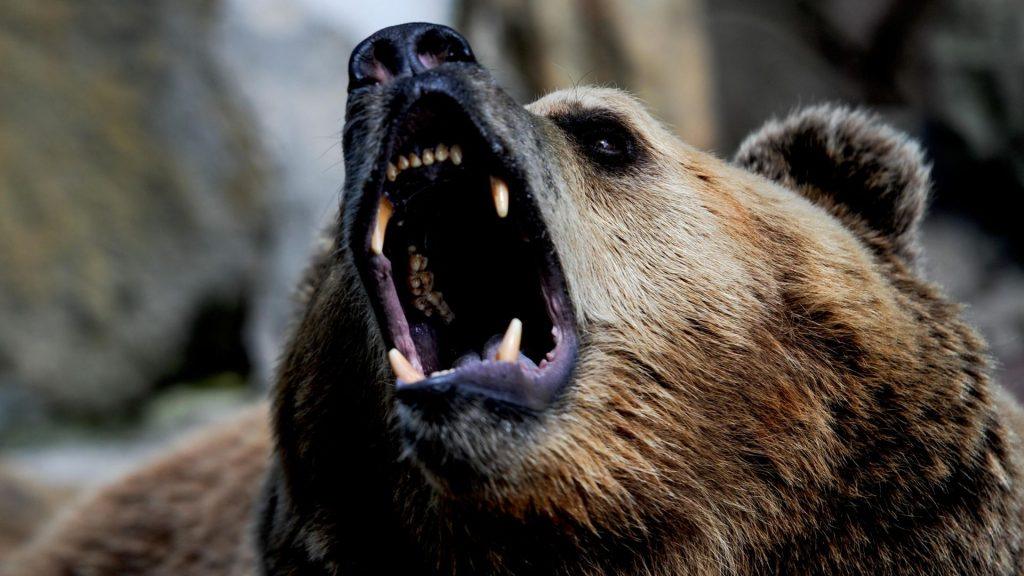 Медведи в Бурятии атакуют села: отстрелен 51 хищник 🐻🚨 — бурприроднадзор