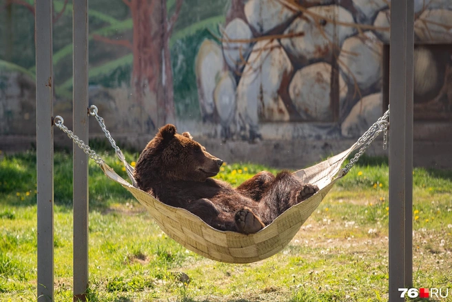 Шесть медведей за сутки: Приангарье держит оборону тайги 🐻🌲 — медведи в иркутской области новости