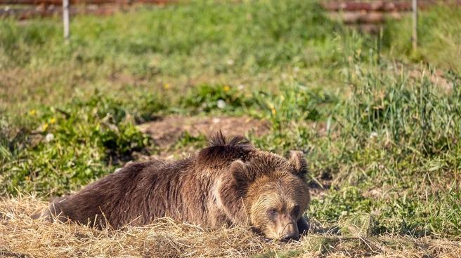 СК раскрыл детали нападения медведя на подростка на Алтае 📱🐻 — нападение медведя на подростка в алтайском крае