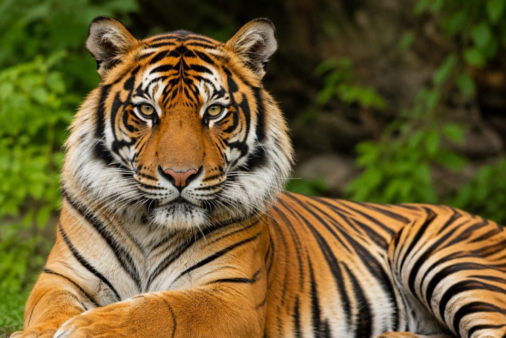 Тигр растерзал человека в зоопарке: хищника решили не усыплять 🐅⚡ — тигр алтай йоркширский парк