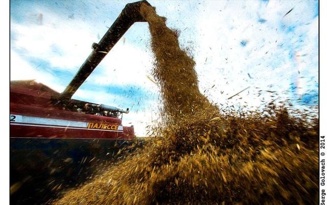 Латвия рискует потерять €290 млн из-за зерна из России 🌾📉 — транзит российского зерна через латвию