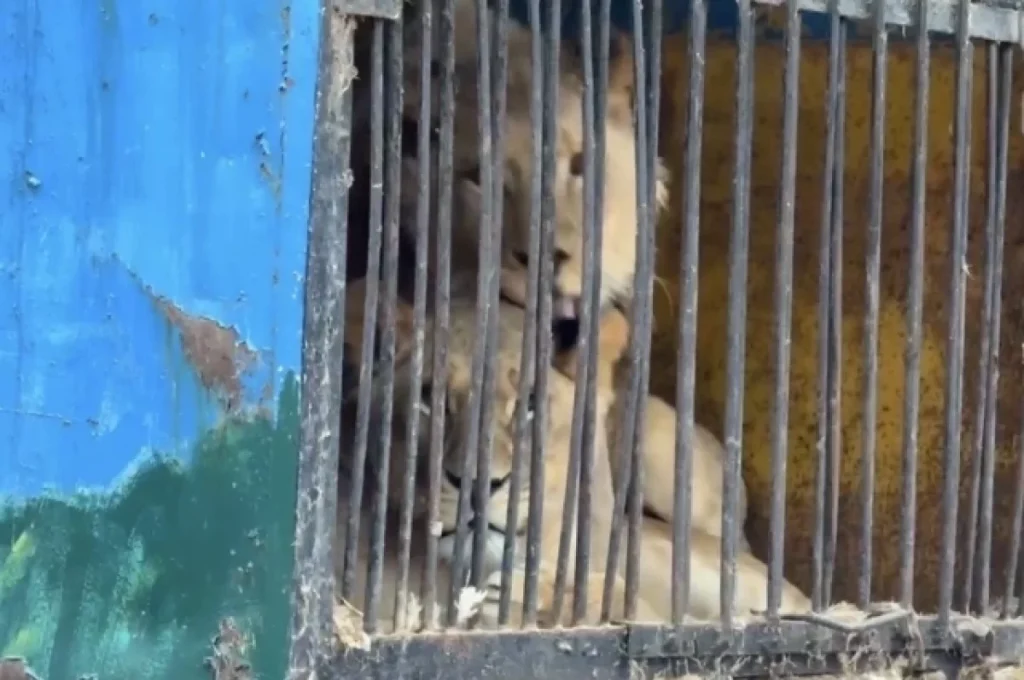 Хищники несколько лет в клетках: в Уфе закрыли зоопарк 🦁⚖️ — зоолунопарк саванна