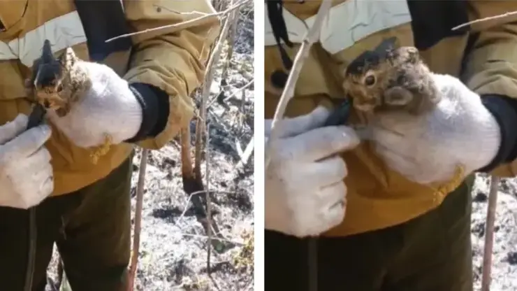 Пожарные спасли зайчонка в Иркутской области прямо из огня 🐰🔥 — авиалесоохрана иркутская область