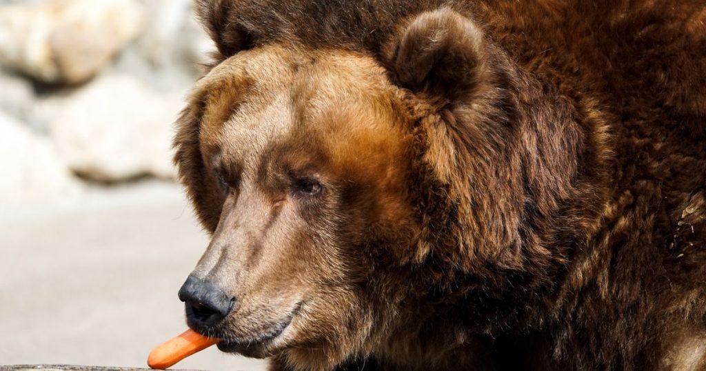 Медведь на 500 кг терроризировал район под Новосибирском 🐻⚡ — медведь 500 кг новосибирская область