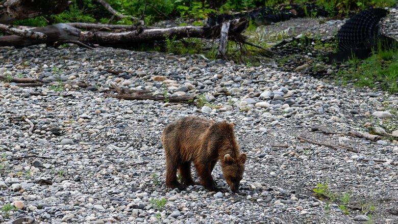 Нападения медведей унесли жизни 25 человек в России 🐻⚠️ — нападения медведей на людей в россии