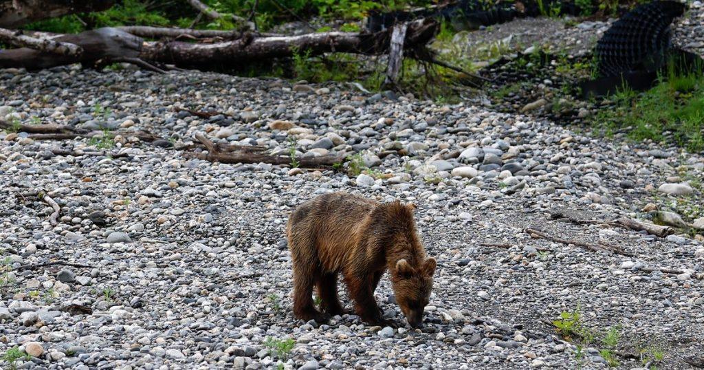 Нападения медведей унесли жизни 25 человек в России 🐻⚠️ — нападения медведей на людей в россии