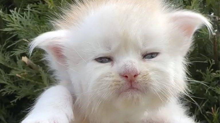 Суровый мейн-кун завирусился из-за охоты на муху 🐱👑 — мейн-кун охотится на муху видео