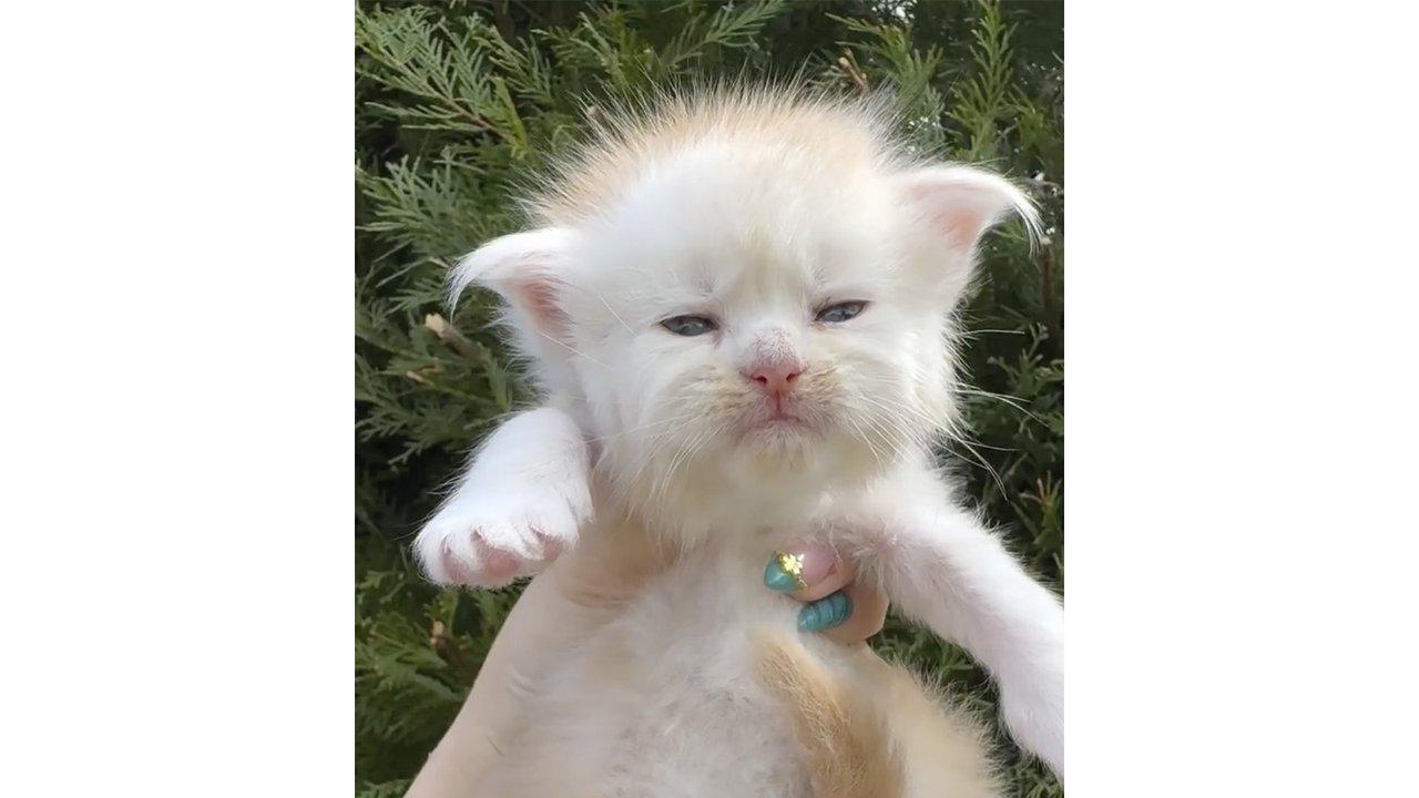 Суровый мейн-кун завирусился из-за охоты на муху 🐱👑 — мейн-кун охотится на муху видео