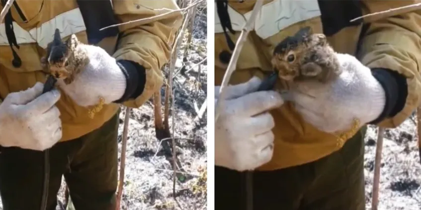 Пожарные спасли зайчонка в Иркутской области прямо из огня 🐰🔥 — авиалесоохрана иркутская область