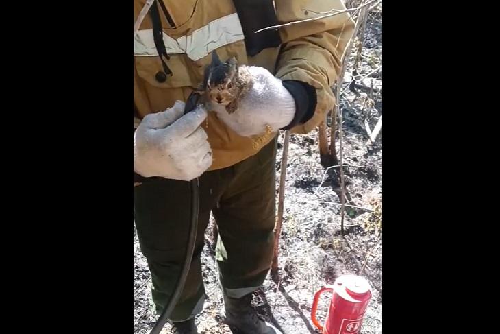 Пожарные спасли зайчонка в Иркутской области прямо из огня 🐰🔥 — авиалесоохрана иркутская область