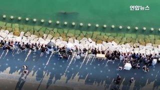 Акула в порту Пусана устроила шоу для туристов 🦈🌊 — новости южной кореи