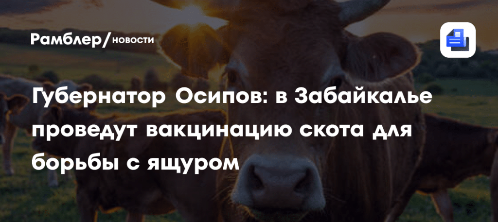 Угроза ящура в Забайкалье: введен режим тревоги 🚨🐂 — режим повышенной готовности в забайкалье