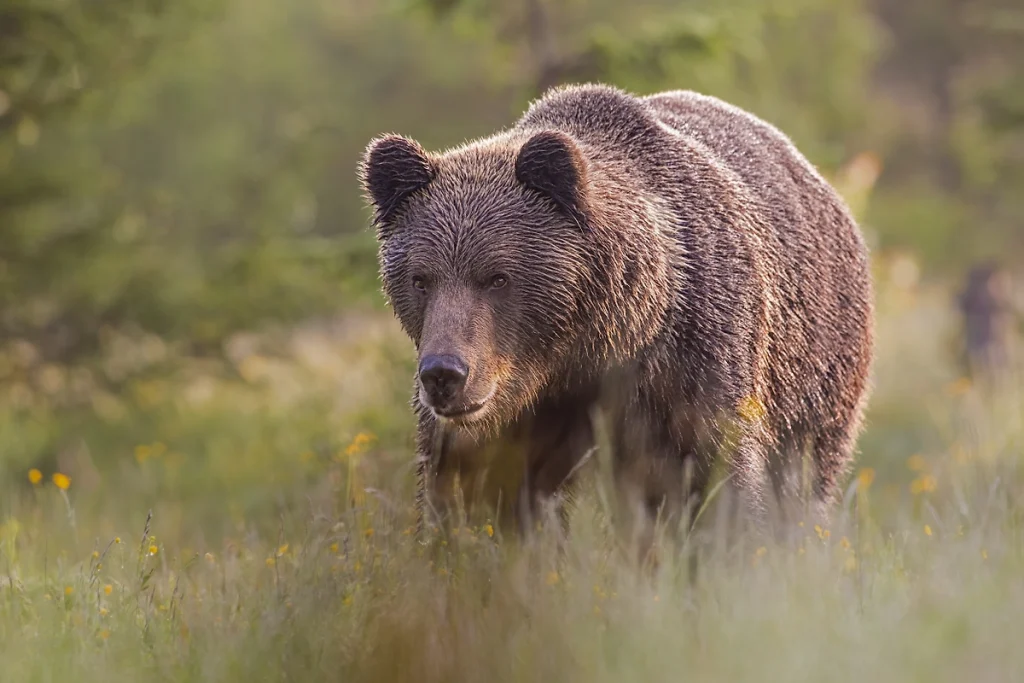 Смертельная угроза: нападения медведя на людей в России 🐻🌲 — нападение медведя