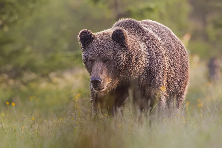 Смертельная угроза: нападения медведя на людей в России 🐻🌲 — нападение медведя