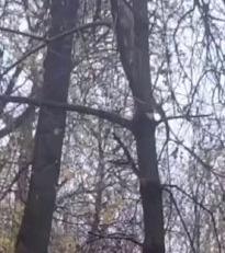 Калужская макака сбежала от хозяйки на верхушку дерева 🐒🌳 — побег макаки калуга
