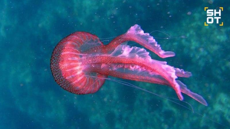 Ужас на Патонге: ядовитая медуза атаковала туристку 🌊🪼 — медузы на пхукете