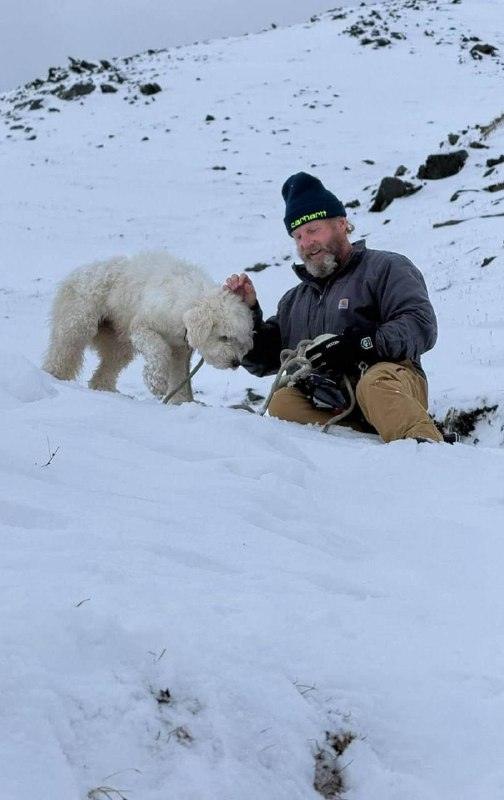Собака Лулу выжила под лавиной на Аляске благодаря AirTag 🐶❄️ — собака лулу аляска спасение