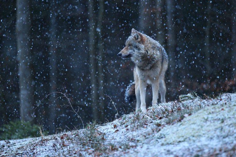 СПЧ опроверг нашествие волков на Подмосковье 🐺🌲 — волки в подмосковье