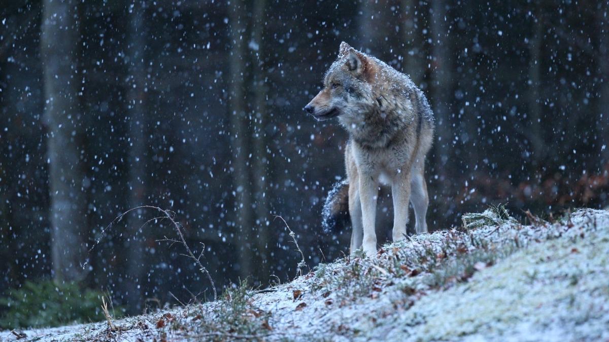 СПЧ опроверг нашествие волков на Подмосковье 🐺🌲 — волки в подмосковье
