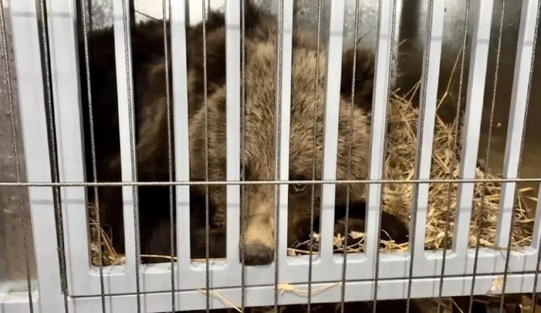 Медвежонок вышел к людям в Тюменской области: поймали зверя 🐻🌲 — госохотдепартамент тюменской области