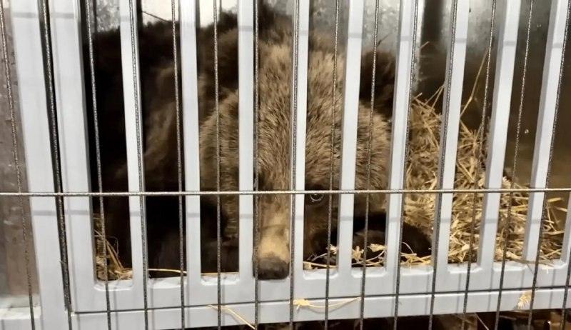 Медвежонок вышел к людям в Тюменской области: поймали зверя 🐻🌲 — госохотдепартамент тюменской области